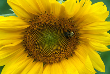 Naklejka premium Sunflower and Bee 