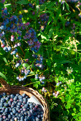 growing blueberries on a sunny summer day