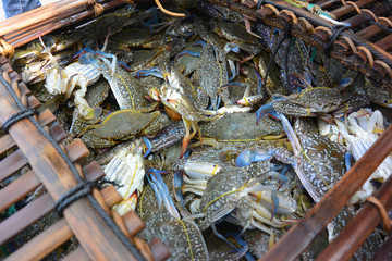 Blue Crabs sold at the fishmarket.