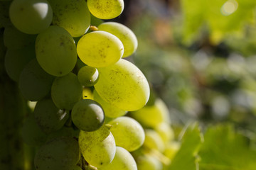 Neptune Seedless Grape