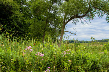 Native wildflowers at Pike Marsh in Moraine Hills State Park in Illinois