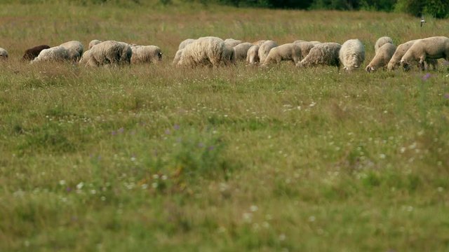 very many white, brown and gray, sheep graze on the field, a herd of ewe lowered their heads eat green grass, beautiful nature, flying little birds, summer, Sunny day, slow motion, wide angle