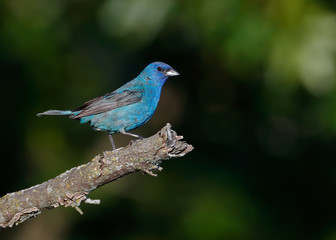 Indigo Bunting perched with one leg forward on tree branch in front of dark moody background.