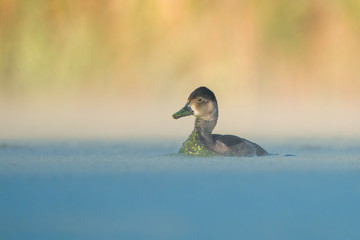 Redhead hen with green algae covering bill swimming left on calm pond in front of smooth amber background.