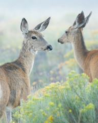 Naklejka na ściany i meble Two Mule Deer looking back standing in foggy prairie with yellow flowers and smooth light background.