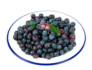 fresh blueberries in mettalic plate