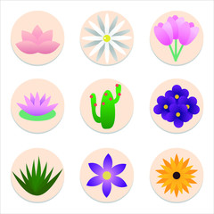 Vectorial, colorful flowers, cactus, desert, green, tulip, daisy, violet, purple, lily, water lily, spring, summer, sunflower.
