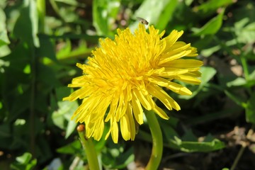 Dandelion flower in garden,  closeup