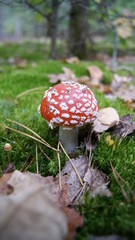 fly agaric mushroom