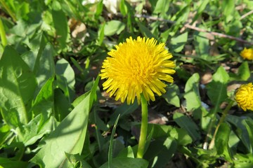 Dandelion flower in the garden, closeup