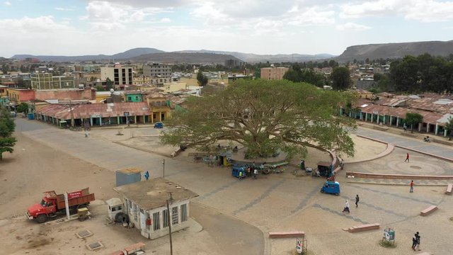 Drone flight around beautiful old tree on central square in Aksum city in Ethiopia