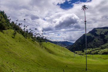Cocora Valley