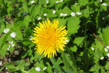 Dandelion flower in garden, closeup