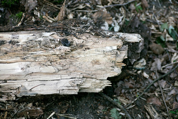 Piece of old wood macro fifty megapixels