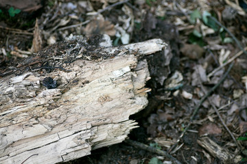 Piece of old wood macro fifty megapixels