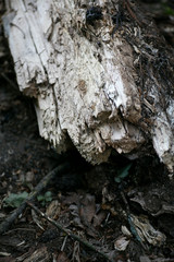 Piece of old wood macro fifty megapixels