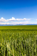 Wheat field with Mountains in Background