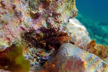 Ringneck Blenny – Parablennius pilicornis