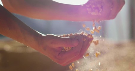 Slow motion close up shot of an young successful man farmer is controlling with his hands at the moment harvested corn grains in a agricultural silo. - Powered by Adobe
