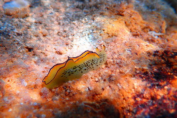 Obraz na płótnie Canvas Elysia marginata or Elysia ornata, Nudibranch scene underwater in Mediterranean Sea