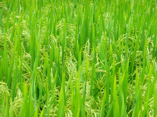 Rice is growing