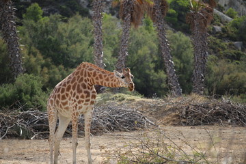 girafe au grand cou