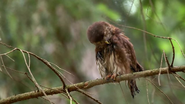 Eurasian pygmy owl (Glaucidium passerinum) preening