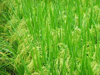 Fototapeta na wymiar Rice is growing