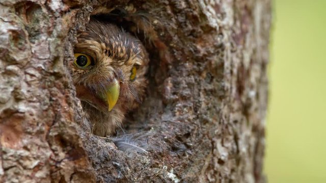 Eurasian pygmy owl looking out of nest hole