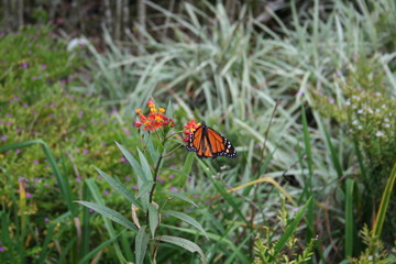 Butterfly on a wild flower
