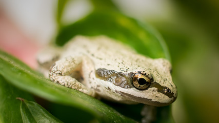 A frog on leaf
