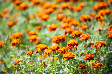 Beautiful orange red marigold flowers. Tagetes garden. Marigold flowers symbol of Ukraine. Floral background pattern tagetes. Tagetes traditional folklore ukrainian plants