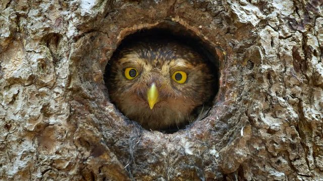 Eurasian pygmy owl (Glaucidium passerinum) looking out of nest hole