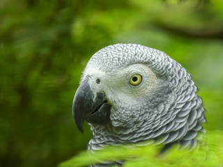 close up of the head of an african grey parrot