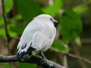 balinese mynah bird at bali bird park