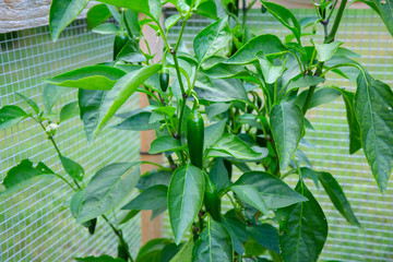 Jalapeño Peppers Growing in a Raised Garden