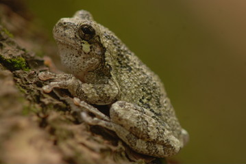 Tree Frog2