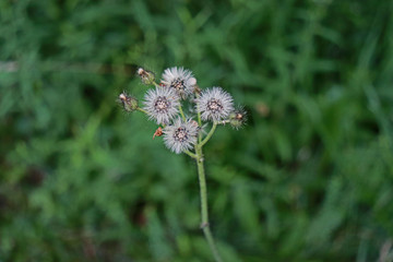 Indian Paintbrush Flowers To Seed, Franklin, Vermont