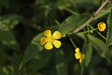 Obraz na płótnie Canvas Yellow Buttercup Flowers, Franklin, Vermont