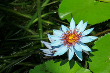 Water Lotus 