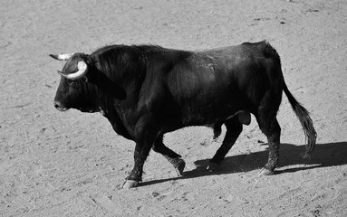 bull in spain