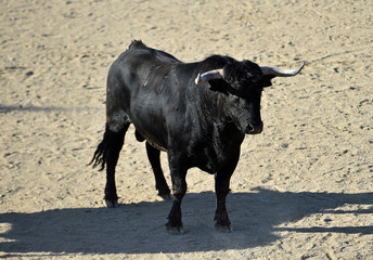 bull in spain