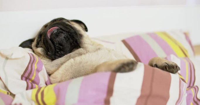 Cute fun pug dog sleeping, relaxing under blanket on the pillow on his back. Funny pose. Looking to owner.  Laziness concept