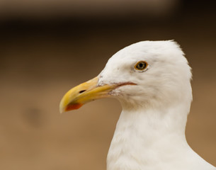 Birds close up with stunning views