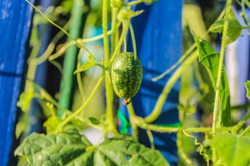 Closeup of Mexican Sour Gherkin Cucamelon on vine, selective focus