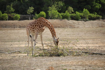 Naklejka na ściany i meble girafe au zoo