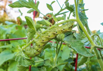 Closeup of a Tomato Hornworm in a garden  (Manduca quinquemaculata)