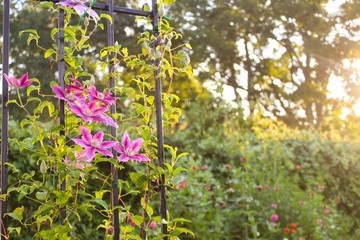 Beautiful morning view of Kilian Donahue variety clematis flowers on vine, selective soft focus with dappled sunlight in an old fashioned Victorian garden