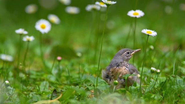 Grey wagtail chick in flowers