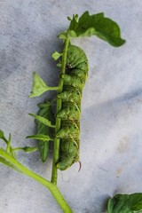 Naklejka premium Closeup of a Tomato Hornworm in a garden (Manduca quinquemaculata)